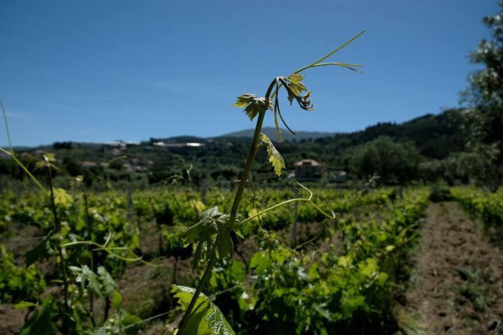 Quinta De Vodra Villa Seia Luaran gambar
